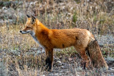 Red Fox Profile.jpg