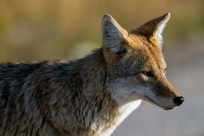 Pensive Coyote.jpg