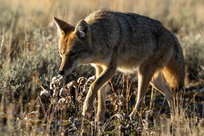 Stalking Coyote.jpg
