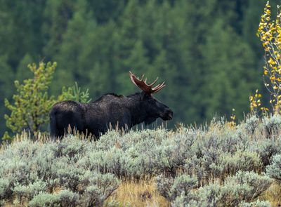 Moose on the Hill on Pacific Creek Road.jpg
