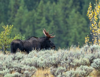 Moose on the hill.jpg