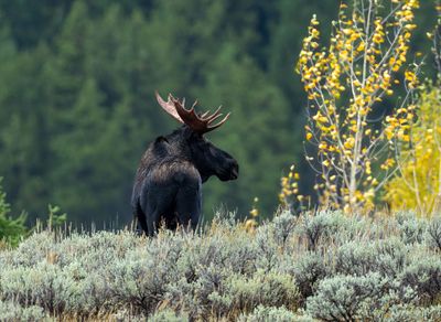 Moose on the Hilltop.jpg