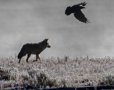 Coyote and Raven at Dawn.jpg