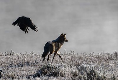 Coyote and Raven.jpg