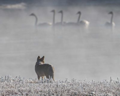 Coyote and Swans.jpg