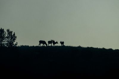 Elk at Dawn.jpg