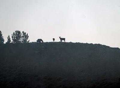 Elk Cows and Calfs in the Dawn Fog.jpg