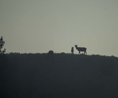 Elk on the Hill.jpg