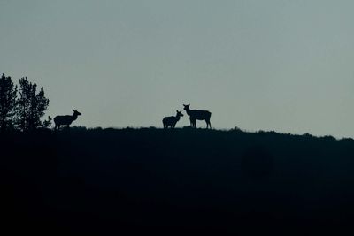 Elk Silhouettes.jpg