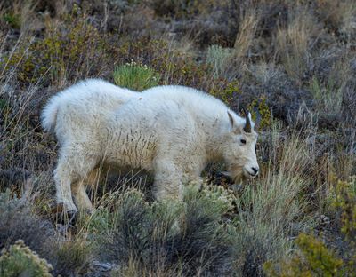 Mountain Goat at Golden Gate.jpg