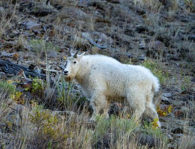 Mountain Goat Near Golden Gate.jpg