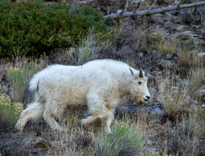 Mountain Goat on the Hillside.jpg