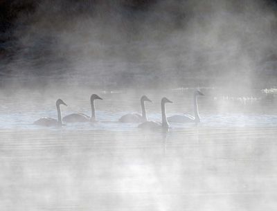 Swans at Dawn.jpg