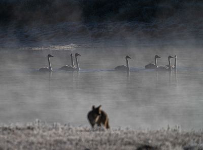 Swans with Coyote.jpg