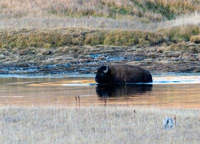 Bison Crossing the Yellowstone River.jpg