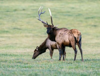Bull Elk and Cow.jpg