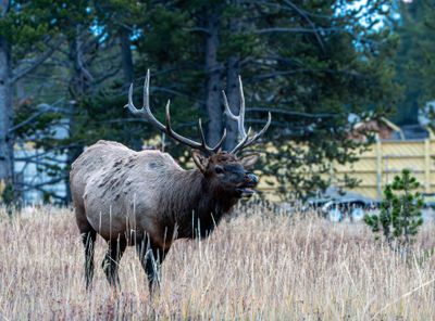 Bull Elk at Lake Hotel.jpg