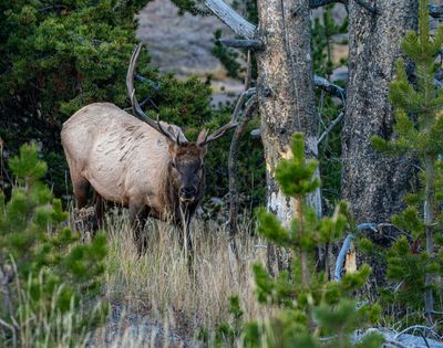 Bull Elk in the Trees.jpg
