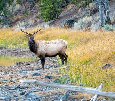 Bull Elk Looking Back.jpg