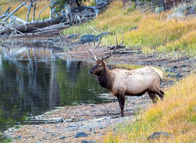 Bull Elk on the Banks of the Yellowstone.jpg