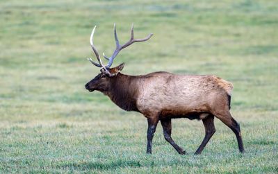 Bull Elk.jpg