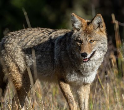 Coyote at Dawn.jpg