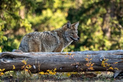 Coyote Behind the Log.jpg