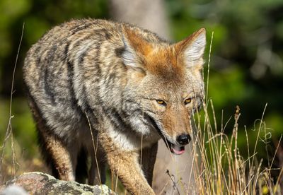 Coyote Eye Level.jpg