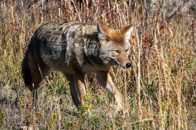 Coyote in the Brush.jpg