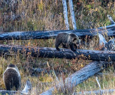Cub on the Log.jpg