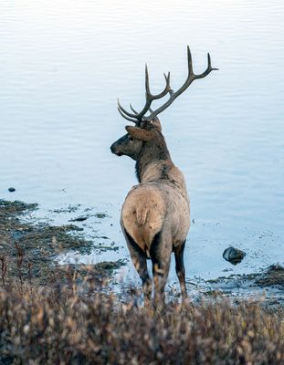 Elk by the Yellowstone.jpg