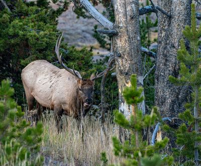 Elk in the Trees.jpg