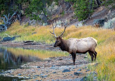 Elk Regarding the River.jpg