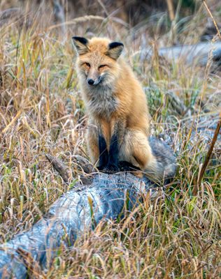 Fox Near Lake Corral.jpg