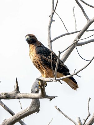 Hawk in the Thorn Tree.jpg