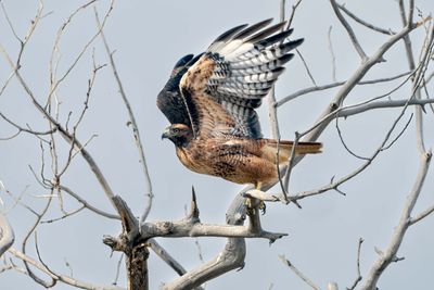 Hawk Takes Flight.jpg