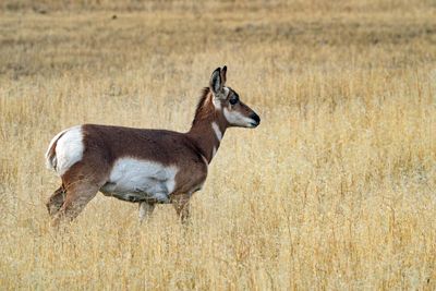 Pronghorn Baby.jpg