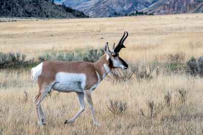 Pronghorn Male.jpg