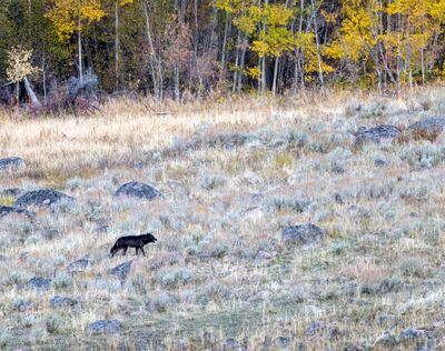 Slough Creek Wolf.jpg