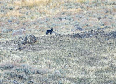 Slough Creek Hunter.jpg