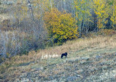 Wolf Near Slough Creek.jpg