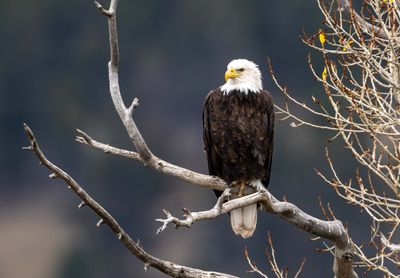 Bald Eagle at Slough Creek.jpg