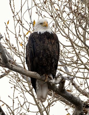 Bald Eagle Closeup.jpg