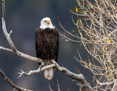 Bald Eagle on a Branch.jpg