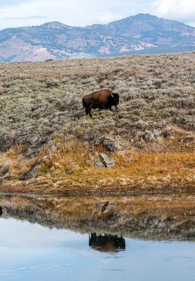 Bison Reflection in the Hayden.jpg