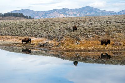 Bison Reflection in the Yellowstone River.jpg