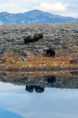 Bison Trio.jpg