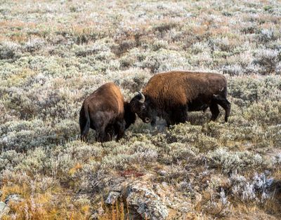 Bison Tussling.jpg
