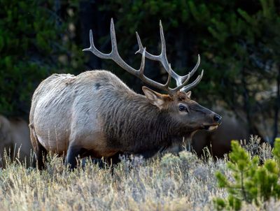 Bull Elk at Lake Yellowstone.jpg