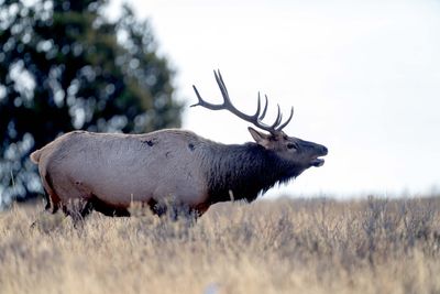 Bull Elk at Lake.jpg